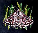 Mother Shipton moth