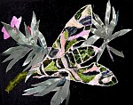 Oleander hawkmoth