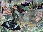 Amazonian butterflies