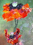 Oriental Poppy