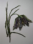 Fritillaria