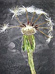 Dandelion Clock